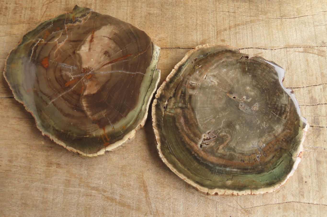 Polished Petrified Wood Slices x 6 From Gokwe, Zimbabwe - Toprock Gemstones and Minerals 