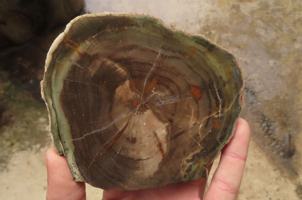 Polished Petrified Wood Slices x 6 From Gokwe, Zimbabwe - Toprock Gemstones and Minerals 