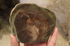 Polished Petrified Wood Slices x 6 From Gokwe, Zimbabwe - Toprock Gemstones and Minerals 
