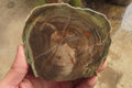 Polished Petrified Wood Slices x 6 From Gokwe, Zimbabwe - Toprock Gemstones and Minerals 
