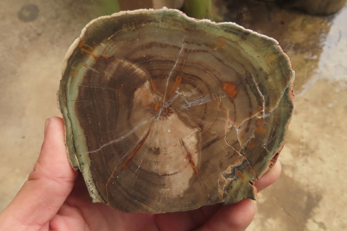 Polished Petrified Wood Slices x 6 From Gokwe, Zimbabwe - Toprock Gemstones and Minerals 