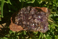 Natural Amethystos Amethyst Plates x 7 From Kwaggafontein, South Africa - Toprock Gemstones and Minerals 