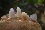 Natural White and Amethyst Spirit Quartz Single Crystals x 70 From Boekenhouthoek, South Africa - Toprock Gemstones and Minerals 