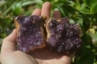 Natural Amethystos Amethyst Plates x 5 From Kwaggafontein, South Africa - Toprock Gemstones and Minerals 