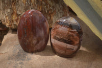 Polished Podocarpus Petrified Wood Standing Free Forms x 2 From Mahajanga, Madagascar - Toprock Gemstones and Minerals 