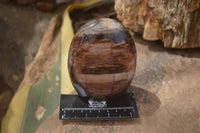 Polished Podocarpus Petrified Wood Standing Free Forms x 2 From Mahajanga, Madagascar - Toprock Gemstones and Minerals 