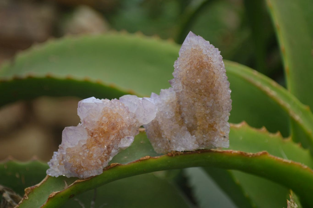 Natural Ametrine Spirit Quartz Crystals x 24 From Boekenhouthoek, South Africa - Toprock Gemstones and Minerals 