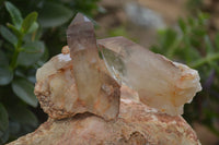 Natural Red Hematoid Quartz Crystal Specimens x 12 From Zimbabwe - Toprock Gemstones and Minerals 