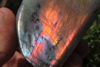 Polished Labradorite Standing Free Forms x 4 From Tulear, Madagascar - Toprock Gemstones and Minerals 