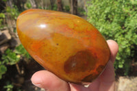 Polished Red Jasper Standing Free Forms x 6 From Madagascar - Toprock Gemstones and Minerals 