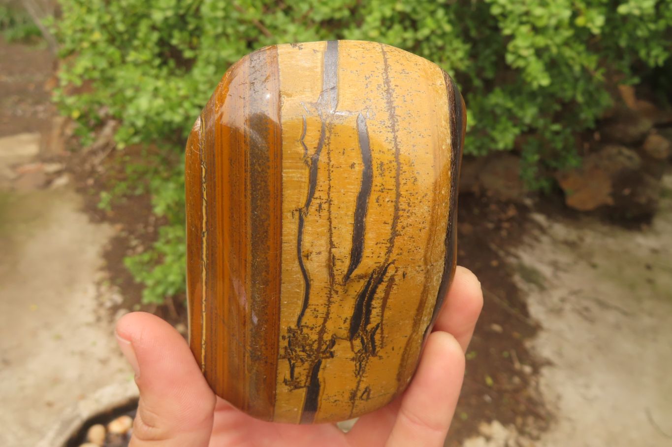 Polished Tiger's Eye Free Forms x 2 From Prieska, South Africa - Toprock Gemstones and Minerals 