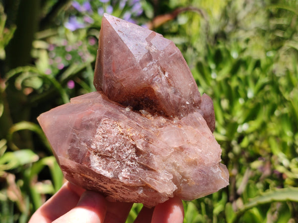 Natural Red Hematoid Quartz Clusters x 6 From Karoi, Zimbabwe