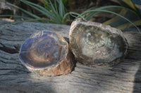 Polished Petrified Wood Slices x 2 From Zimbabwe