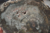 Polished Petrified Wood Slices x 2 From Zimbabwe