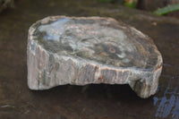 Polished Petrified Wood Slices x 2 From Zimbabwe