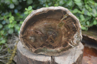 Polished Petrified Wood Slices x 2 From Zimbabwe