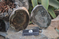 Polished Petrified Wood Slices x 2 From Zimbabwe