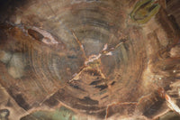 Polished Petrified Wood Slices x 2 From Zimbabwe