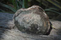Polished Petrified Wood Slices x 2 From Zimbabwe