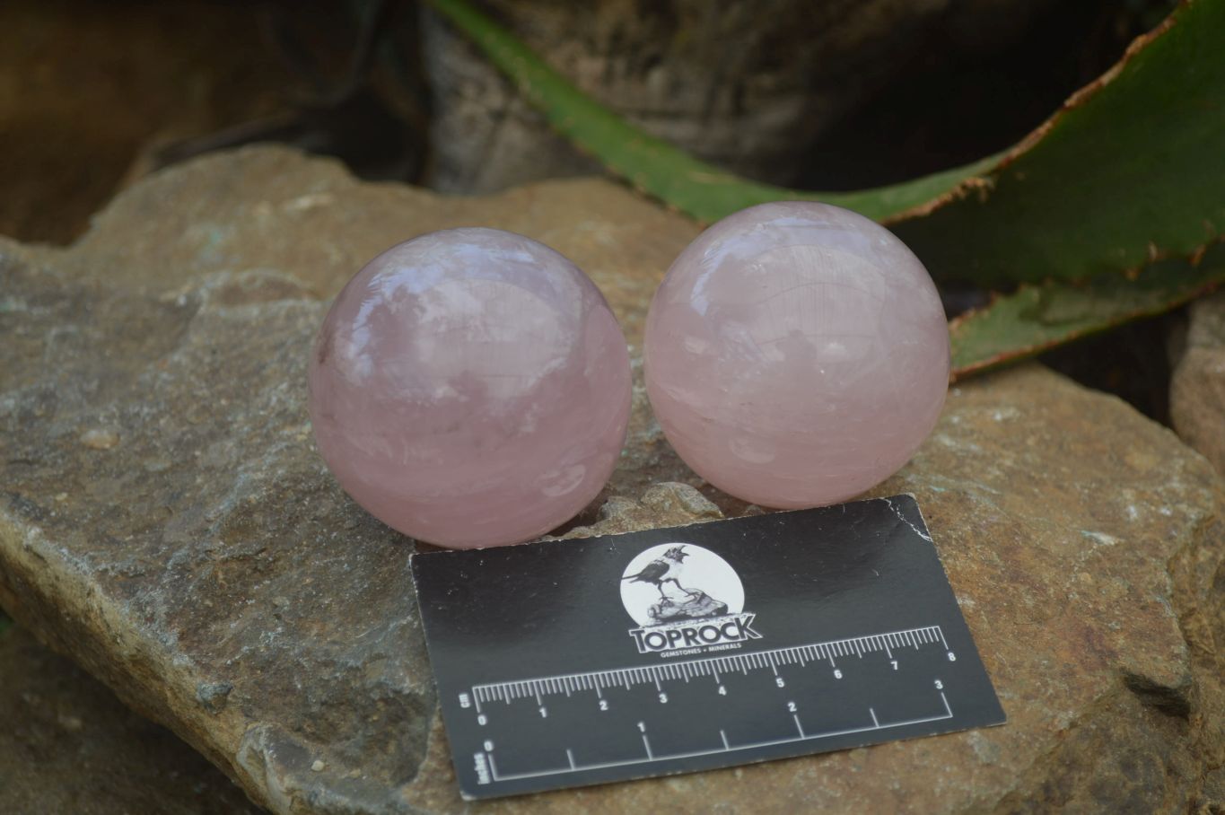 Polished Rose Quartz Spheres x 6 From Madagascar - Toprock Gemstones and Minerals 