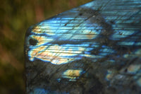 Polished Labradorite Standing Free Forms x 2 From Tulear, Madagascar - Toprock Gemstones and Minerals 