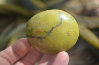 Polished Green Opal Palm Stones x 12 From Madagascar - Toprock Gemstones and Minerals 