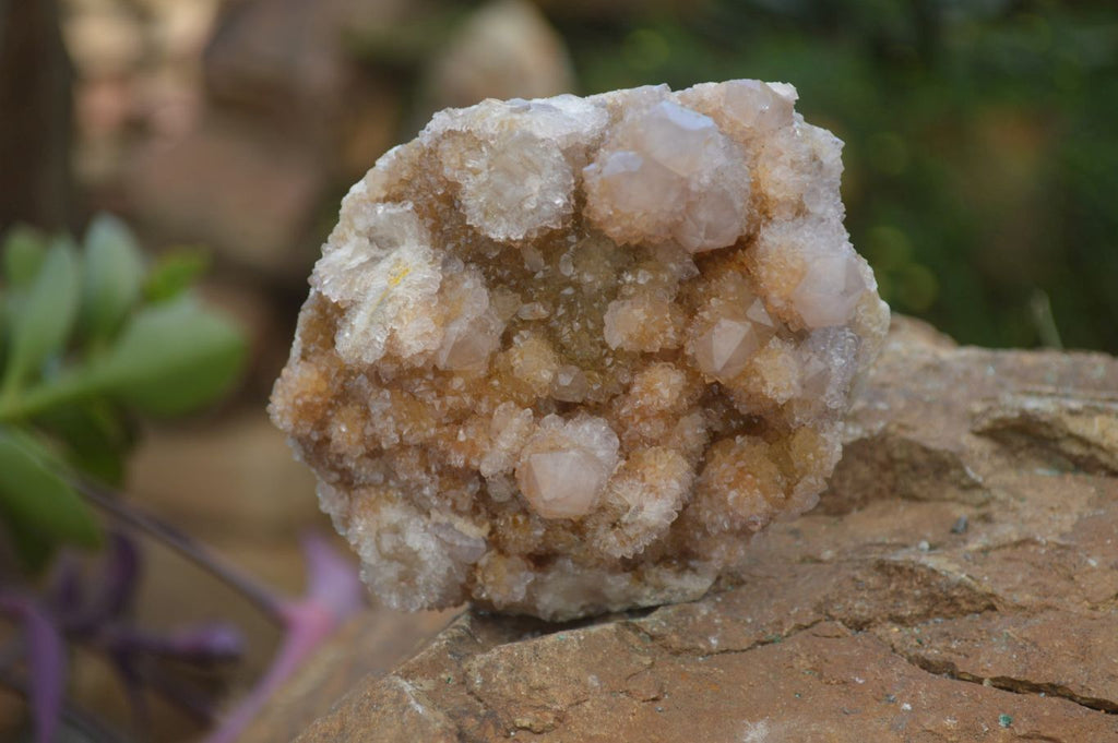 Natural Spirit Quartz Clusters x 6 From Boekenhouthoek, South Africa - Toprock Gemstones and Minerals 