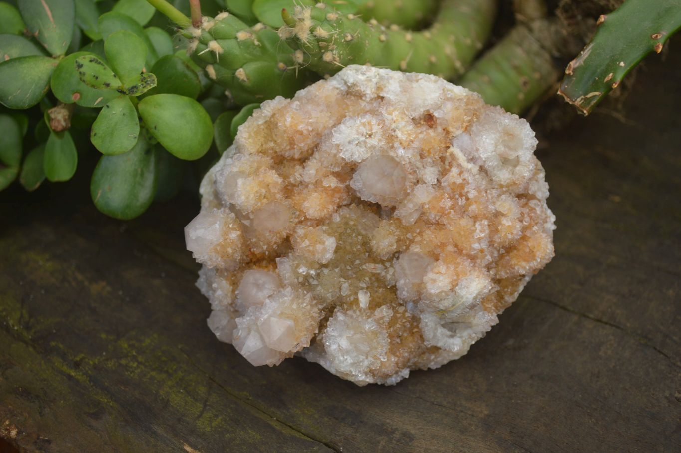 Natural Spirit Quartz Clusters x 6 From Boekenhouthoek, South Africa - Toprock Gemstones and Minerals 