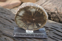 Polished Petrified Wood Slices x 5 From Gokwe, Zimbabwe - Toprock Gemstones and Minerals 