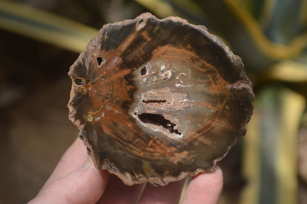 Polished Petrified Wood Slices x 5 From Gokwe, Zimbabwe - Toprock Gemstones and Minerals 
