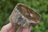 Polished Petrified Wood Slices x 5 From Gokwe, Zimbabwe - Toprock Gemstones and Minerals 