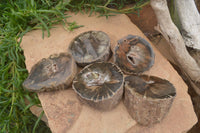 Polished Petrified Wood Slices x 5 From Gokwe, Zimbabwe - Toprock Gemstones and Minerals 