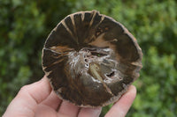 Polished Petrified Wood Slices x 5 From Gokwe, Zimbabwe - Toprock Gemstones and Minerals 