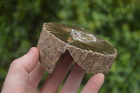 Polished Petrified Wood Slices x 5 From Gokwe, Zimbabwe - Toprock Gemstones and Minerals 