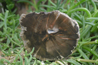 Polished Petrified Wood Slices x 5 From Gokwe, Zimbabwe - Toprock Gemstones and Minerals 
