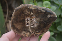 Polished Petrified Wood Slices x 5 From Gokwe, Zimbabwe - Toprock Gemstones and Minerals 