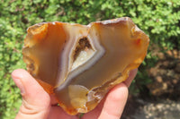 Polished Red Sashe River Agate Nodules x 3 From Zimbabwe - Toprock Gemstones and Minerals 