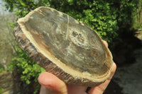 Polished Petrified Wood Slices x 6 From Gokwe, Zimbabwe