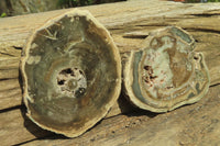 Polished Petrified Wood Slices x 6 From Gokwe, Zimbabwe