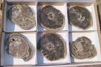 Polished Petrified Wood Slices x 6 From Gokwe, Zimbabwe