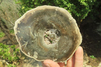 Polished Petrified Wood Slices x 6 From Gokwe, Zimbabwe