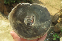 Polished Petrified Wood Slices x 6 From Gokwe, Zimbabwe