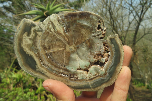 Polished Petrified Wood Slices x 6 From Gokwe, Zimbabwe