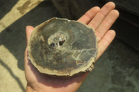 Polished Petrified Wood Slices x 6 From Gokwe, Zimbabwe
