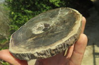 Polished Petrified Wood Slices x 6 From Gokwe, Zimbabwe