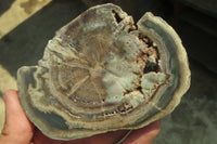 Polished Petrified Wood Slices x 6 From Gokwe, Zimbabwe