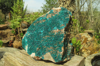 Natural Extra Large Emerald Dioptase Specimen x 1 From Congo - Toprock Gemstones and Minerals 