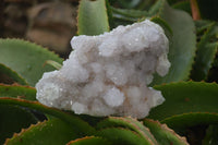 Natural Amethyst Spirit Quartz Cluster x 1 From Boekenhouthoek, South Africa
