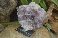 Natural Jacaranda Amethyst Clusters x 2 From Zambia