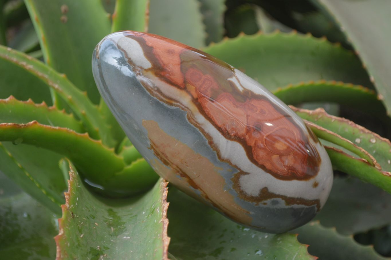 Polished On One Side Polychrome Jasper x 5 From Madagascar - Toprock Gemstones and Minerals 